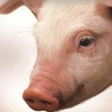 Adisseo releases new trial results in pigs