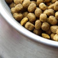 Aflatoxin kills hundreds of Taiwanese dogs