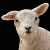 Levucell SC gets EU approval for lambs