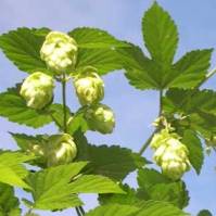 Hops may reduce Clostridium in poultry