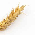 Feed firms buy 40,000t Ukrainian wheat