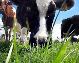Future changes in the global dairy sector