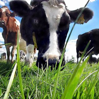 Future changes in the global dairy sector