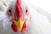 Lower poultry feed costs with DDGS