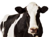 Happy cows produce more milk
