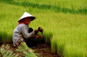 System cuts water use for rice with 24%