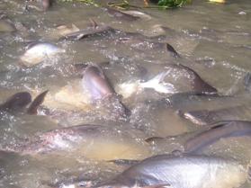 Vietnamese seafood producers warned for use of chemicals