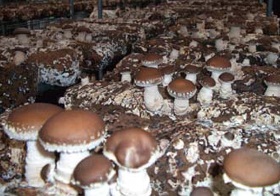 Spent mushroom substrate as animal feed additive