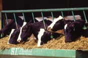 SCA Nutec: spread the protein cost for dairy cows
