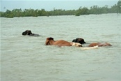 Cattle numbers down after Australian floods