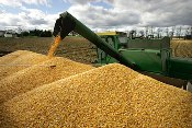 EU experts in stalemate on biotech crops