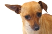 Study shows antioxidant capacity of dog supplement