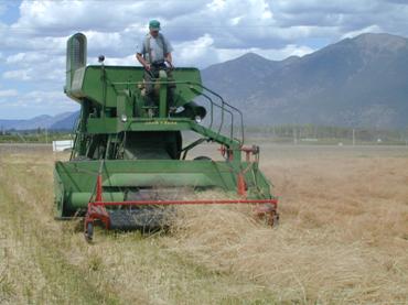 Camelina industry in US unites