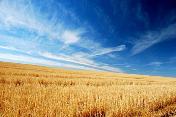 World coarse grain production unchanged