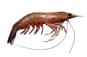 First European deal for Thai organic shrimp farm