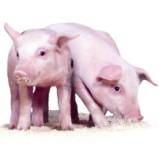 International cooperation in swine research