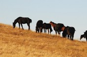 Horses in the US abandoned as feed prices rise