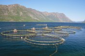 Growth in European aquaculture stagnating