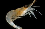 Honduras shrimp industry flourishes