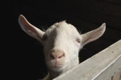Dutch goat milk producers win Better Feeding contest