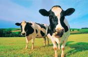 Majority of German cows are fed GM-soy