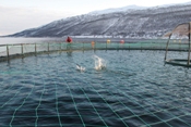 Nofima: is breed selection in aquaculture profitable?