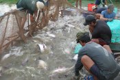 New certification standards for Tilapia and Pangasius
