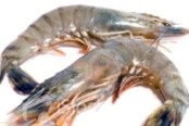 Asian shrimp farmers to collaborate on management issues