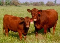 Registration open for June Cattle Feeders Conference
