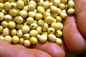 China may buy more Brazilian soybeans