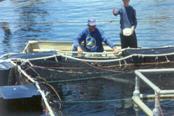 FAO: Global aquaculture output up 2.5%