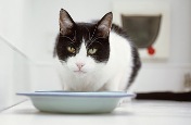 Nutro recalls cat food because of production error