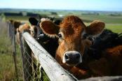 Dynamic feeding concept profits dairy farmers