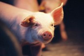 Pig feeding trials seek cost-saving strategies