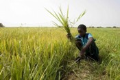 New rice variety through spontaneous cross breeding