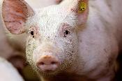 USA: Swine Nutrition Guide launched this fall