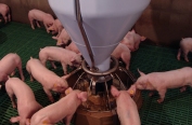 Blu’Hox: new feeder for freshly weaned piglets