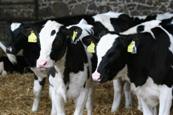 Dairy farms decreased their carbon footprint