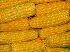 Corn is the most energy efficient crop