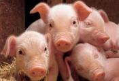 Toxin binder for better piglet performance