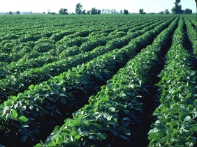 Rapid growth of GE corn and soybeans in US