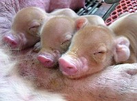 Netherlands: Piglet and pork production price decrease