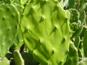 Feeding pigs with cactus products