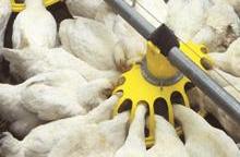 Processors to benefit from cheap chicken feed