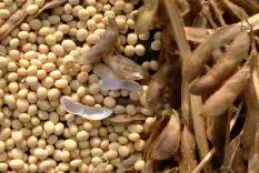 CAST: focus on sustainability in US soybeans