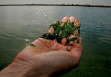 Feeding algae to fish to make algae fuel