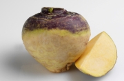 US researchers look at rutabaga for biofuel