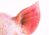 New piglet feed to prevent ear biting