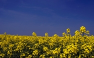 All-time high expected for EU rapeseed production