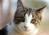 Royal Canin studies new strategies for obese cats